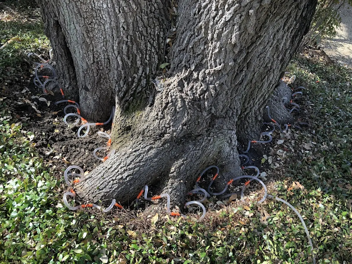 Detailed Tree Cabling and Bracing job site in Vina