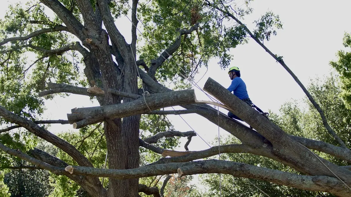 Professional Crown Thinning performed by certified arborists in Vina